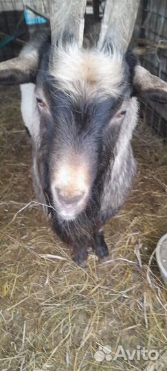 Козёл 1.5 год козлята 7.5 месяцев. И по 2 месяца
