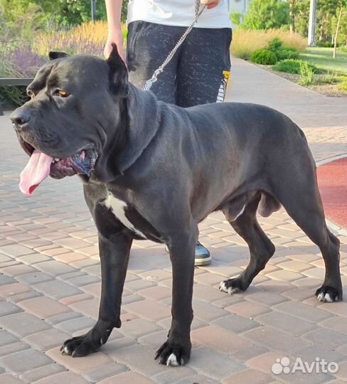 Кобель вязка кане корсо Ростовская область