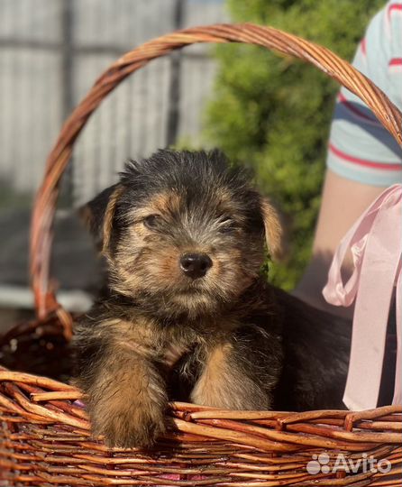 Норвич терьер щенки