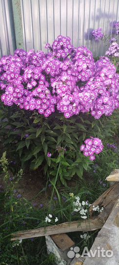 Спирея литл принцесс, шиповник бесшипный, флоксы