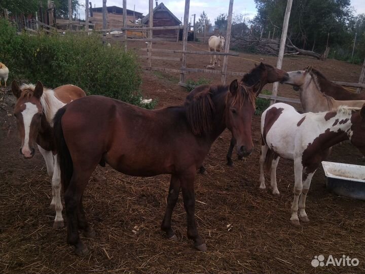Лошади1,5года