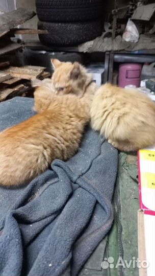 Котятки рыженькие