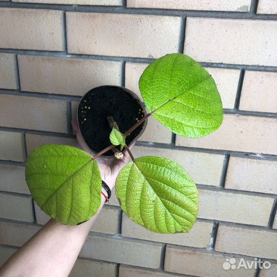 Бомерия