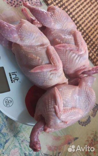 Яйца перепелиные,мясо перепелов,инкубационное(лпх)