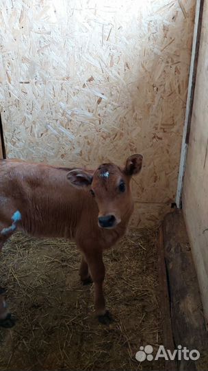 Телка джерсейской породы