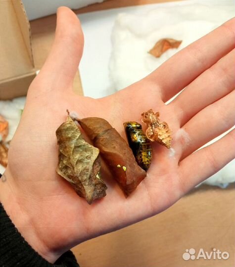 Куколки Тропических Бабочек