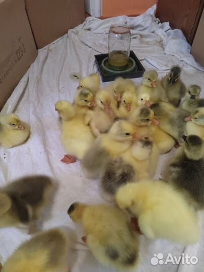 Гусята суточные