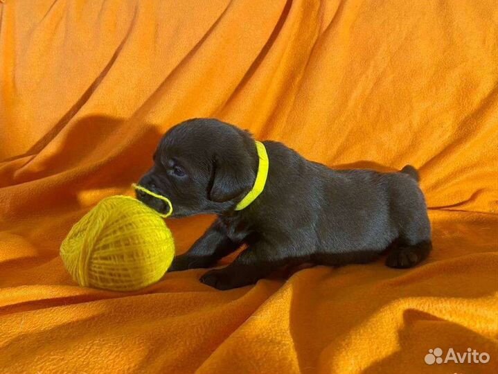 Шоколадные щенки лабрадора