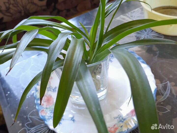 Хлорофитум