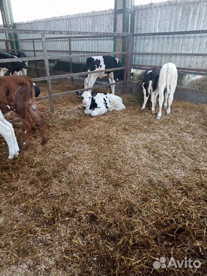 Телята бычки тёлки