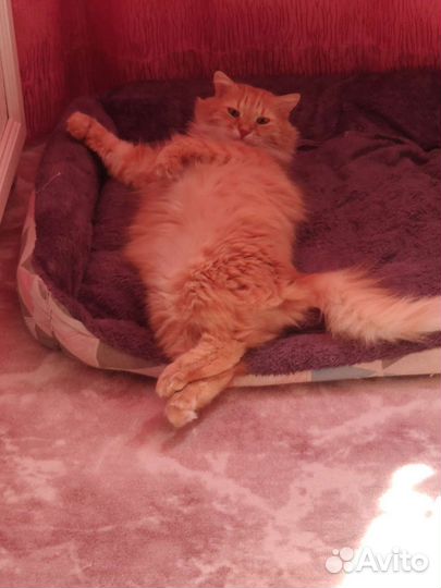 Лежанка для собак