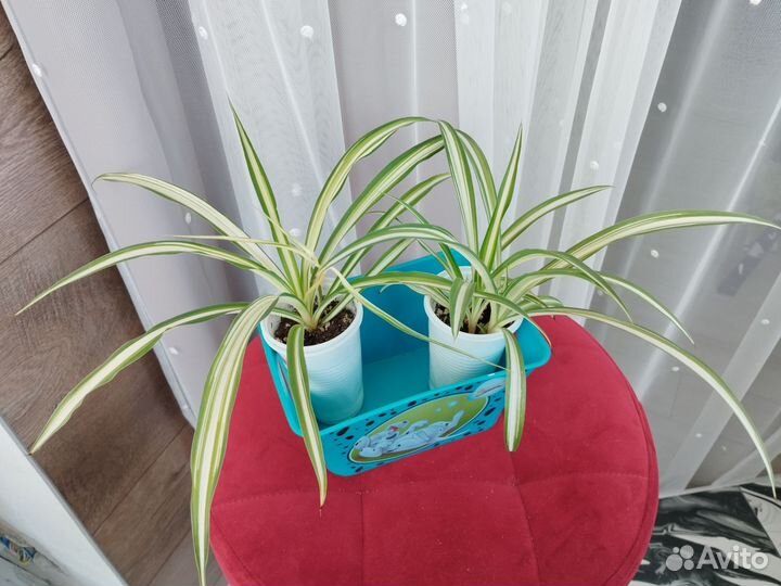 Хлорофитум хохлатый