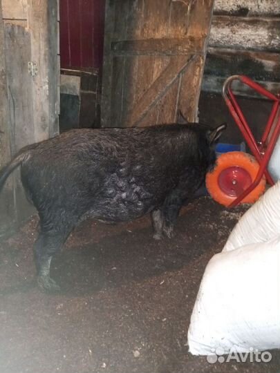 Хряк кармал