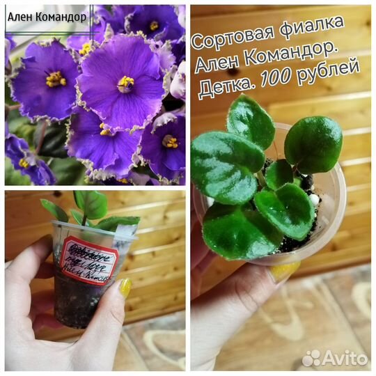 Сортовые фиалки