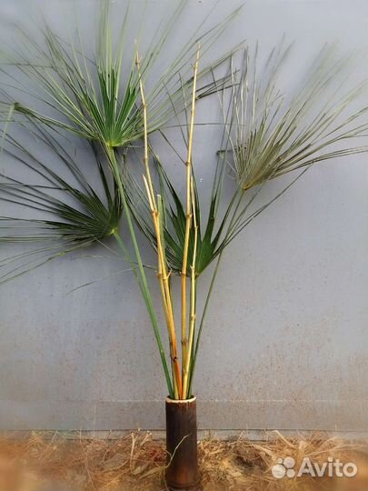 Опора для цветов