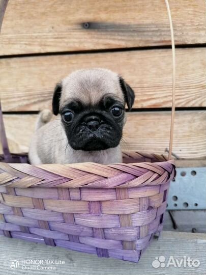 Щенки мопса