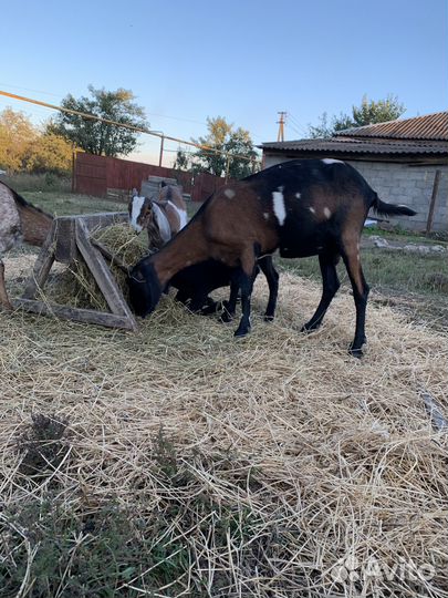 Англо-Нубийские козы и козлята