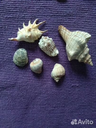 Камушки и ракушки из моря. Камни из Урала