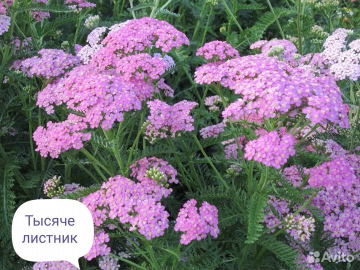 Многолетники Ч. 3.Предварительный заказ