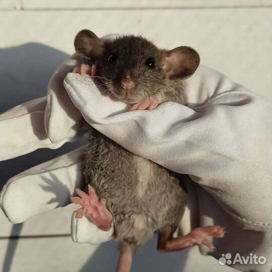 Крысята дабл-рекс/крыса дамбо/декоративная крыса