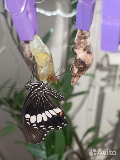 Ферма тропических бабочек