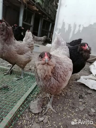 Петушок 5 мес.,ия, вывод на заказ
