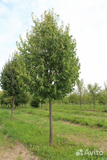 Липа мелколистная