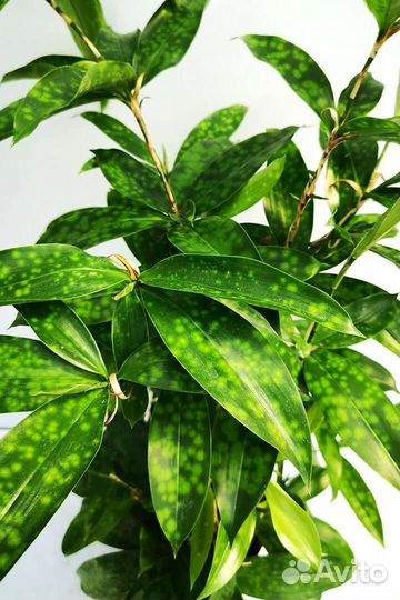 Драцена суркулоза