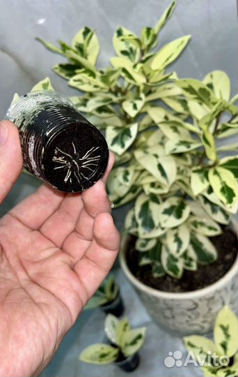 Фикус микрокарпа альбомаргината