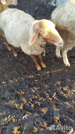 Бараны курдючные с овечками на разведение