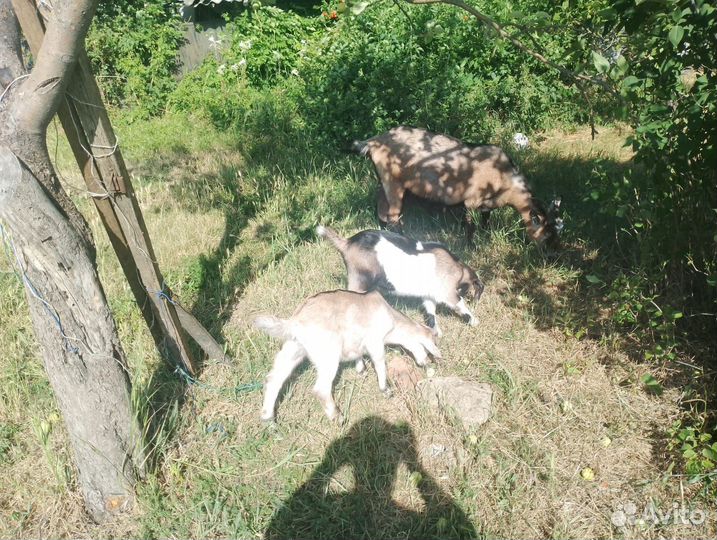 Козы и козлята