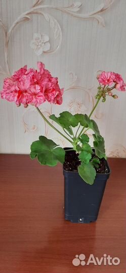 Пеларгония герань