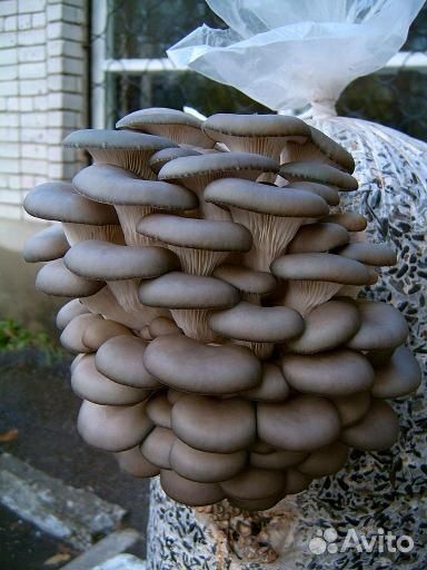 Мицелий Вешенки, Опёнка, Шиитаке, Гериций/Ежовик