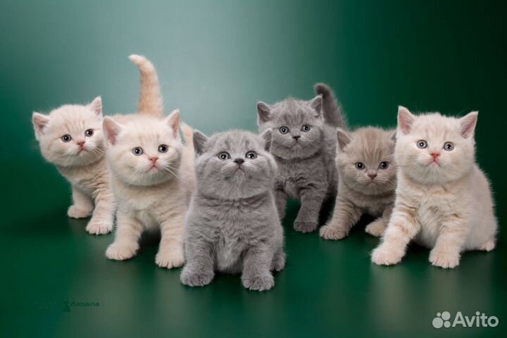Помощь в выборе котенка любой породы и уход за ним