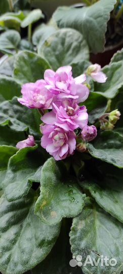 Фиалки продажа