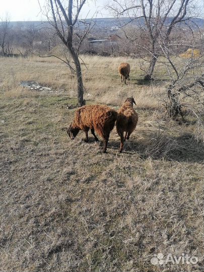Курдючные племенные бараны