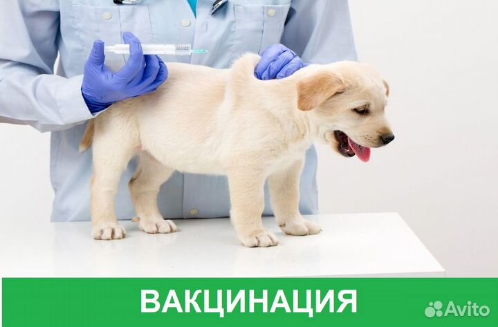 Ветеринарный врач с выездом на дом. Круглосуточно