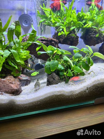 Аквариум