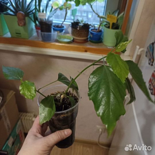 Гибискус персикового цвета