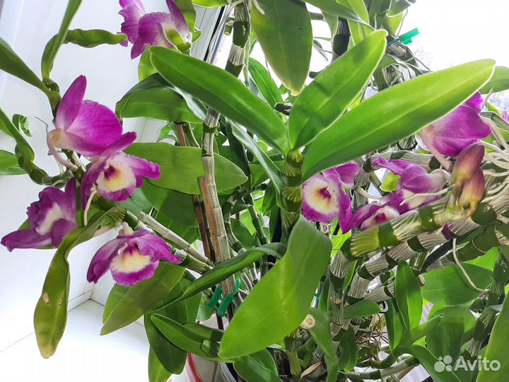 Орхидея дендробиум розовый