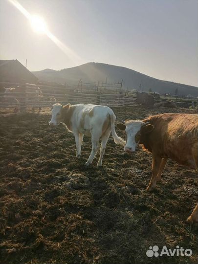 Домашние бычки и телки