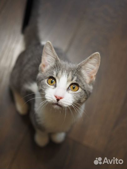 Ванилька в поисках лучшей мамы