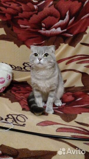 Шотладская кошка вислоухая