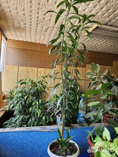 Комнатные цветы или в офис