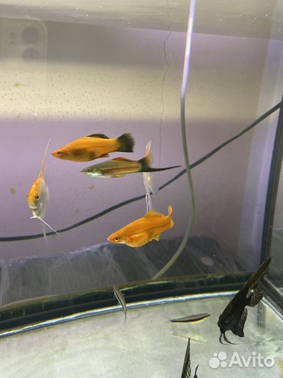 Гуппи, меченосцы, скаллярии, петушки