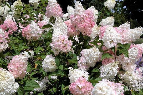 Гортензии метельчатые, крупнолистовые, древовидные