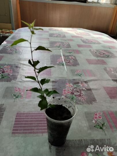 Абрикос Хабаровский