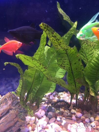 Гуппи, мхи, Лимонник, Анубиас