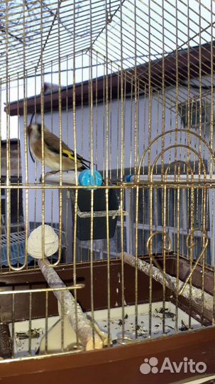 Щегол, певчие птицы