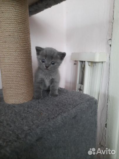 Британская